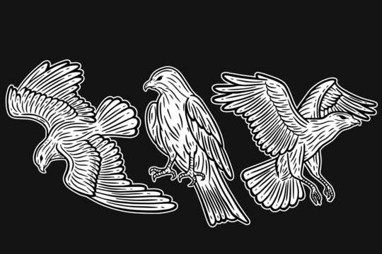 Set Eagle Bird Animal Wings Flying Hand Drawn For Tattoo and t-shirt art illustration