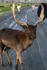 small reindeer walking on muddy roads in mild winter