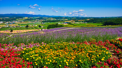 富良野の美しいラベンダー畑