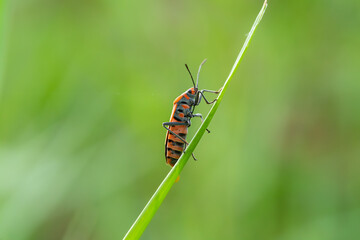 Colorfull bug at green grass 