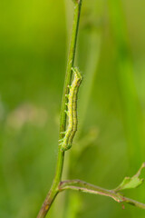 Сaterpillar on leaf 