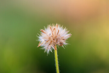 Close-up dandelion seeds on black background,Dandelion. Extra close-up of seeded dandelion head at the yellow dandelion meadow on the green and black background. Lion tooth
