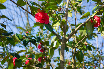 wild pink rose flowers called camellia japonica in the forest
