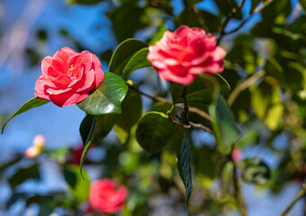 wild pink rose flowers called camellia japonica in the forest