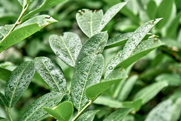 Raindrops on lush green leaves in park closeup. Clear water on young plant foliage in spring season. Ecosystem native flora and seasonal weather