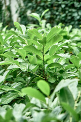 Raindrops on lush green leaves in park closeup. Clear water on young plant foliage in spring season. Ecosystem native flora and seasonal weather