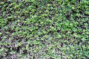 Small lush fresh plants grow on lawn in botanical garden as floral background. Green flora for urban parks and courtyards decor. Nature representants