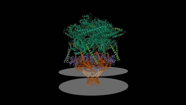 Plasmodium translocon of exported proteins (PTEX) core complex in the engaged state. Animated 3D cartoon and Gaussian surface models, chain entity color scheme, PDB 6e10, black background