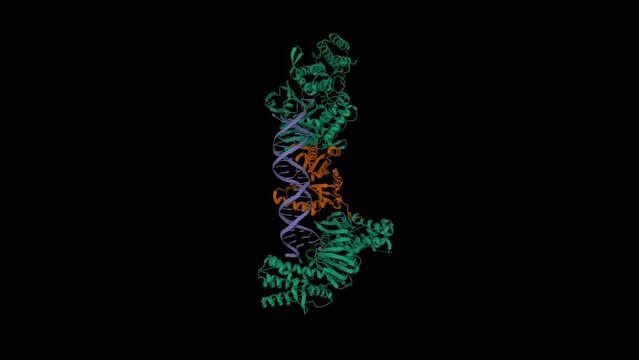 Cas1(green)-Cas2(brown)-prespacer binary complex. Animated 3D cartoon and Gaussian surface models, chain entity color scheme, PDB 5xvn, black background