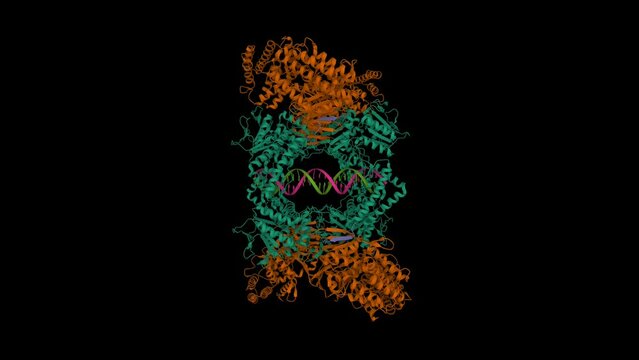 Cas1-Cas2-Csn2-DNA complex from the Type II-A CRISPR-Cas system. Animated 3D cartoon and Gaussian surface models, chain entity color scheme, PDB 6qxf, black background