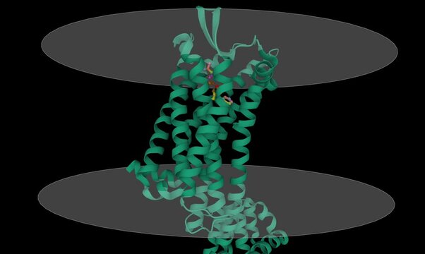 Human endothelin receptor type-B in complex with antagonist bosentan, putative membrane shown. Animated 3D cartoon model, chain id color scheme, PDB 5xpr, black background