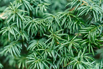 Juicy green branches of common yew as floral background extreme closeup. Wild coniferous plant in natural ecosystem. Ecology and environment protection