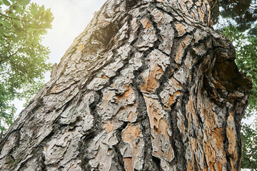 Old high Italian stone pine in wood under sky with light clouds low angle shot. Wonderful umbrella...