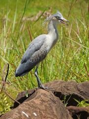 grey heron