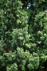 Fluffy crown of large cypress tree in forest on sunny day closeup. Gorgeous cypress grows in park. Tropical spruce plant in ecosystem wildlife