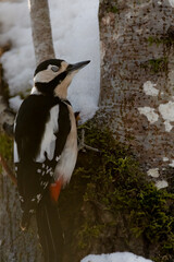 bird, natur, wild lebende tiere, specht, tier, schnabel, wild, baum, jägerliest, 