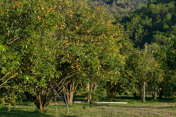 beautiful kumquat trees in the farm - obrazy, fototapety, plakaty
