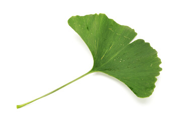 Ginkgo biloba fresh leaves on white background