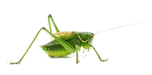 Macro image of a grasshopper isolated on white background 