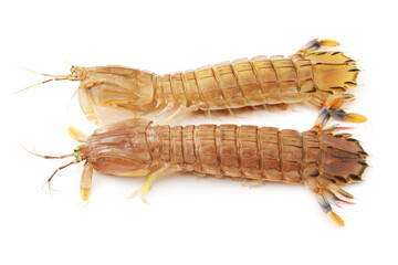 Mantis Shrimp on the white background