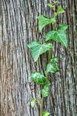 Vine of ivy plant with juicy leaves on large tree trunk in city park close view. Enjoying beauty of nature. Gentle plant sprout at springtime