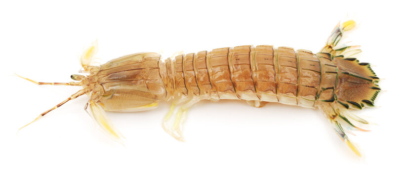 Mantis Shrimp on the white background