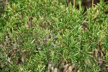 Bunches of vivid rosemary growing in private garden. Yard illuminated by bright sunlight with greenery growing in pots closeup