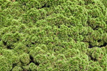 Texture of lush green pine trees growing in public park as floral background closeup. Evergreen plant as natural garden decor. Amazing spruce plant on sunny day