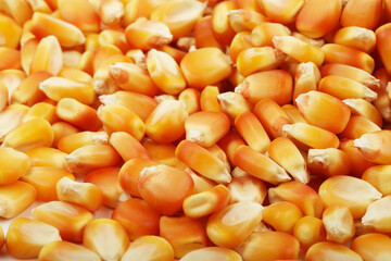 close up of corn grains