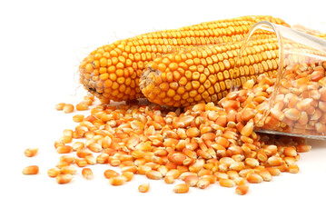 yellow corn grain