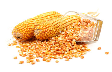 yellow corn grain