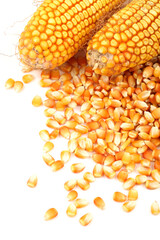 yellow corn grain