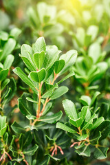 Fresh lush common bearberry plant grows on flowerbed at sunlight close view. Natural decor of urban garden. Bush with juicy green leaves in park