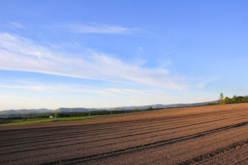 Fototapeta na wymiar 夕暮れの畑と青い空 