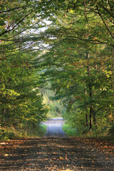 緑に囲まれたジャリ道
