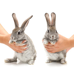 two rabbits in hand