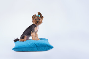 Yorkshire terrier side view, sitting on a pillow on a light background