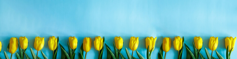 Yellow tulips spring border on bright blue background, selective focus. Mothers Day, 8 march Womens...