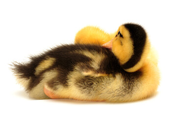 two duckling  on white background.