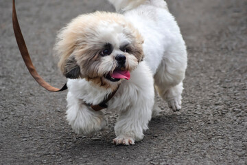 Beautiful maltese dog walking and playing in the park