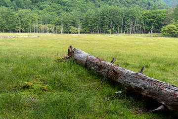 牧草と倒木