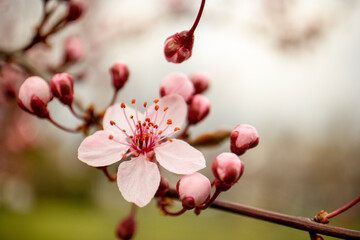 Blooming flowers on trees, spring time
