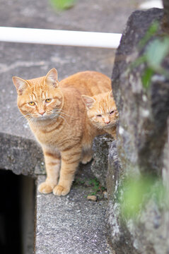 親子猫 の画像 1 642 件の Stock 写真 ベクターおよびビデオ Adobe Stock