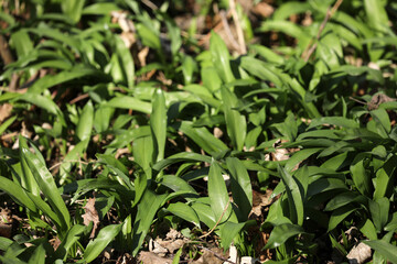 Blossoming wild garlic in the forest