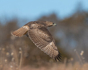 Red Tailed Hawk