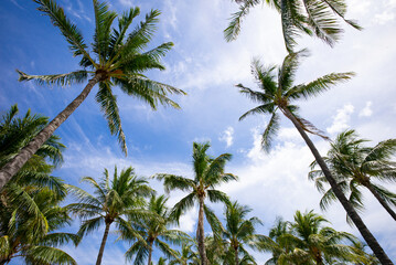 Obraz premium Tropical palm leaf background, coconut palm trees. Summer tropical island, vacation pattern. Tropical backdrop on sun light sky.