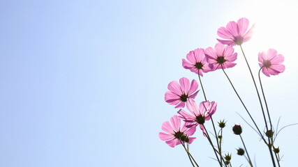 Bright pastel pink cosmos. Mexican Aster Beautiful is blooming in summer in the bottom view against blue sky with morning sun with copy space. Selective focus