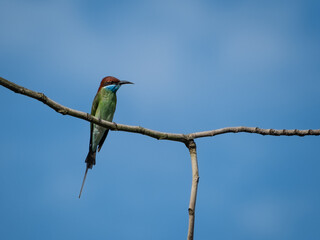 Blue-throated bee-eater photographed in Singapore city 