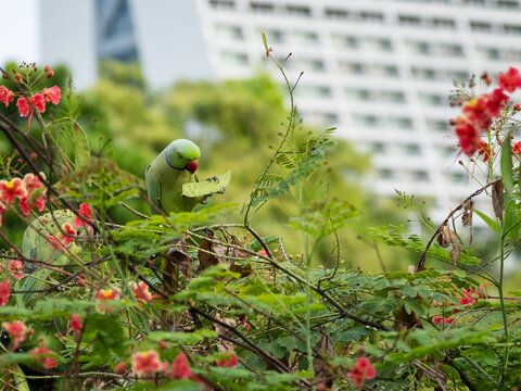 Rose-ring parakeet photographed (Psittacula krameri) in Singapore city