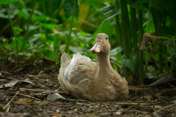 A beautiful brown duck is laying its eggs in the forest